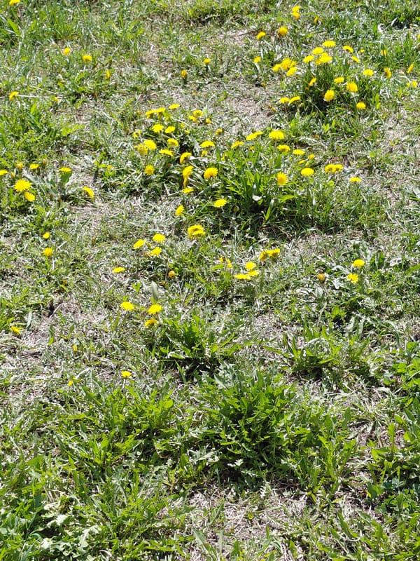 Spring morning scenes documented across Nadym residential areas