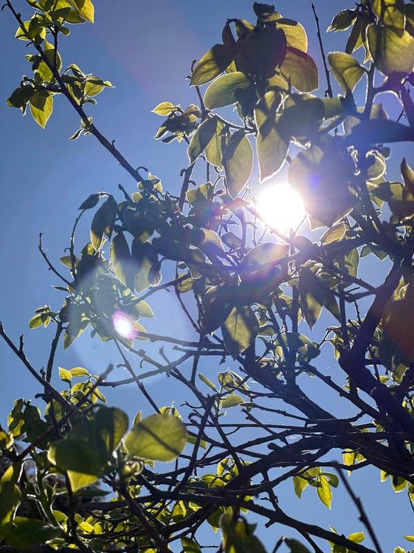 Spring morning sunlight through emerging leaves observed in Montenegro