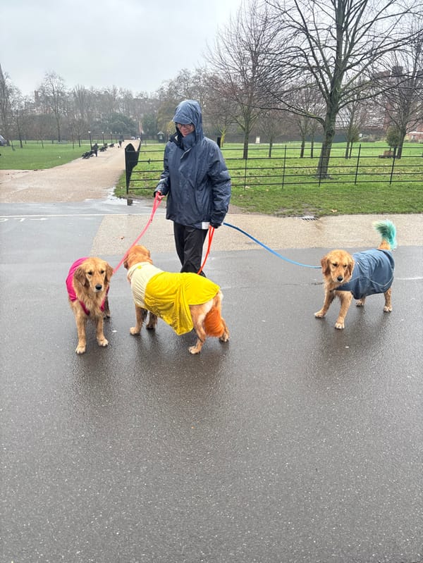 Dog walker with Golden Retrievers spotted in rainy London parks