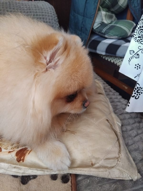 Pomeranian dog photographed resting peacefully in Apriltsi, Bulgaria home