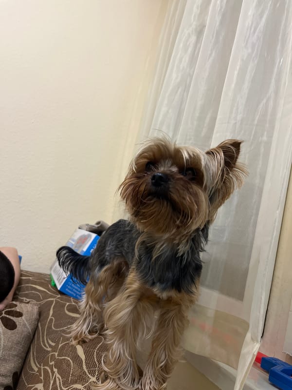 Yorkshire Terrier sits with box on couch in Bulgaria