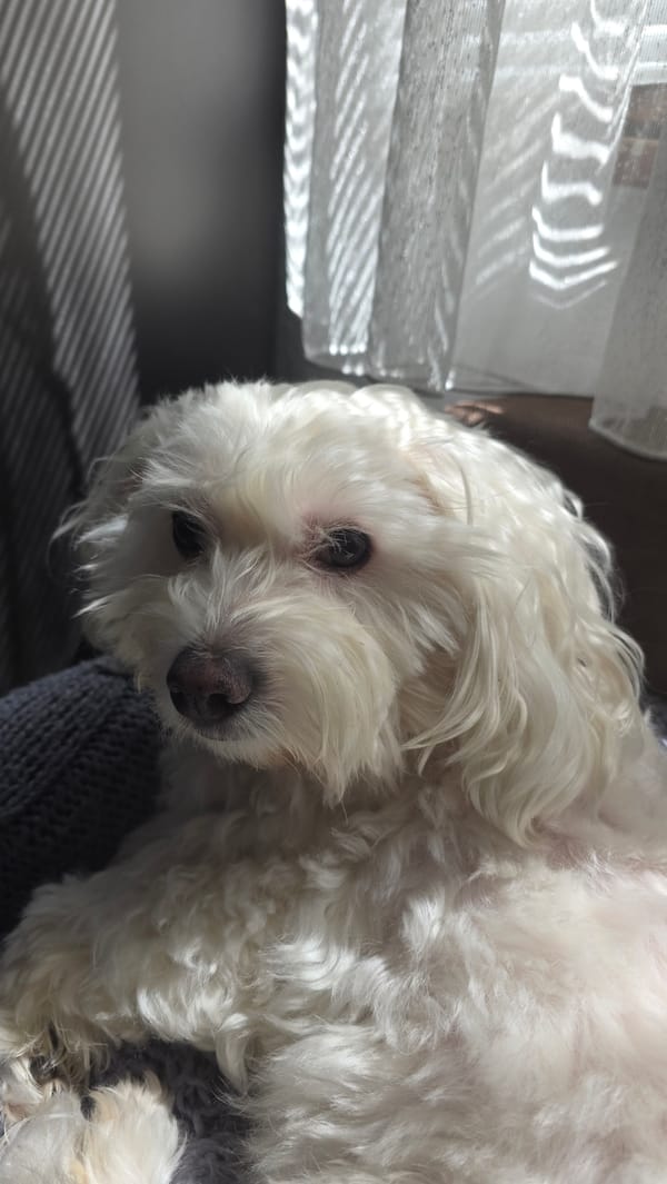 Small white dog photographed resting indoors in Blagoevgrad, Bulgaria