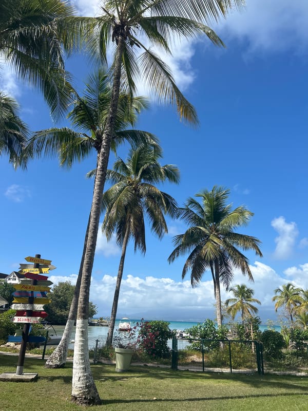 Tropical resort flora documented during humid afternoon conditions
