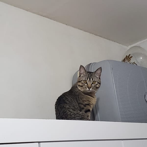 Curious tabby cat spotted peering inquisitively in Curitiba