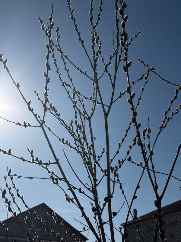 Spring emergence documented in Berezniki with budding trees, blooming flowers