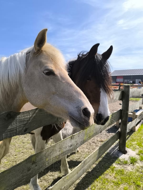 Two horses observed behind wooden fence in Burgerbrug