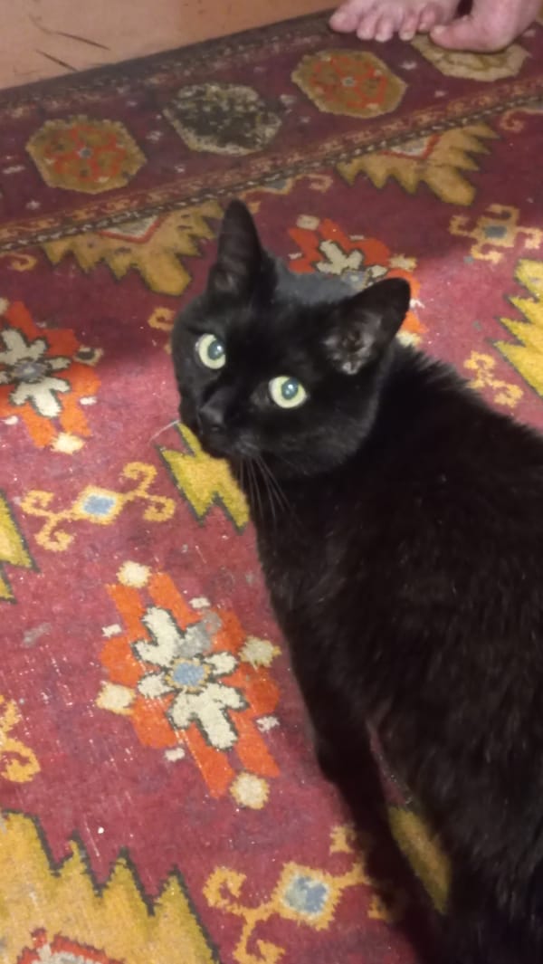 Home cooking and cat portraits in Kryvyi Rih evening