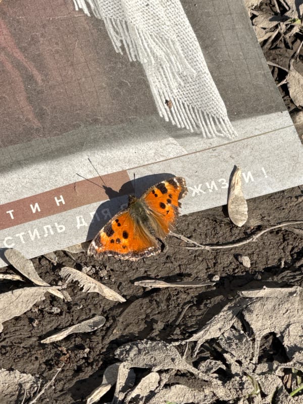 Butterfly lands on book in Russian town