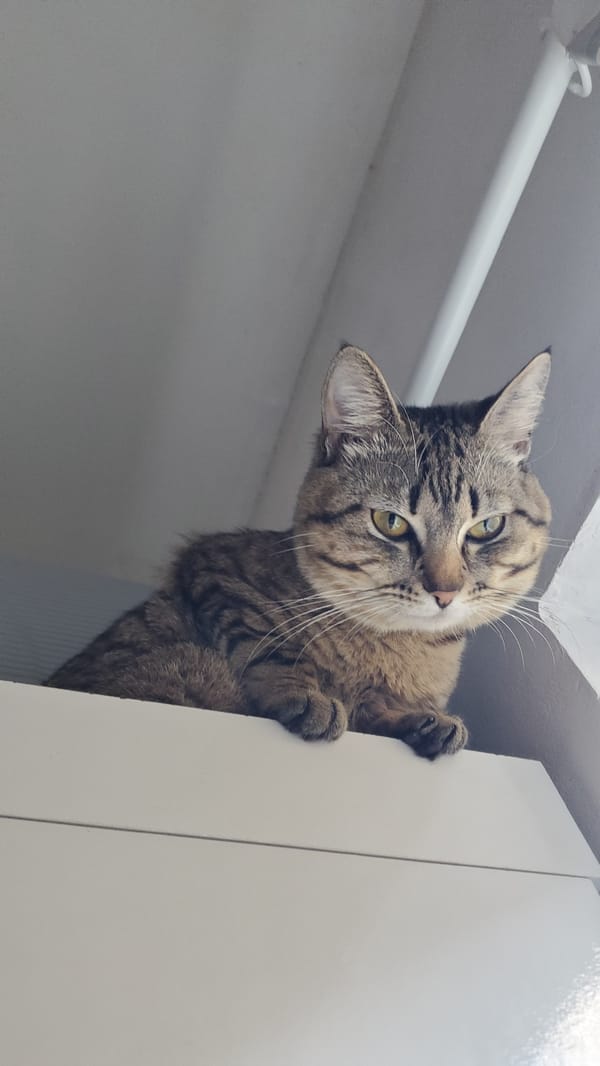 Tabby cat spotted lounging upside down on cabinet in Curitiba