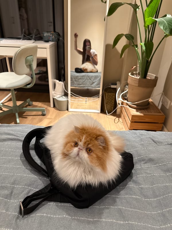 Persian cat sleeps in fabric bag on Barcelona bed