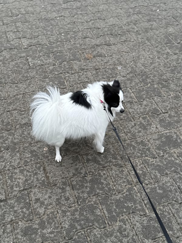 Dog walk documented through streets of Stara Zagora, Bulgaria