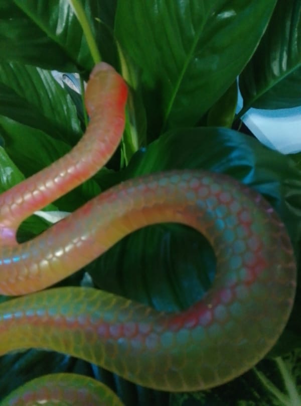 Snake figurine collection arranged around a Wedel home interior