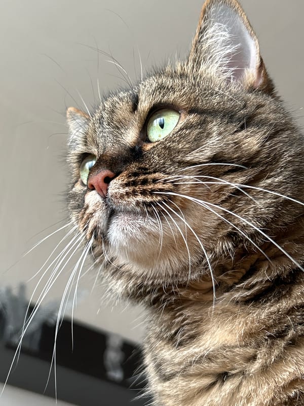 Tabby cat photographed from unusual upside-down angle in Russia