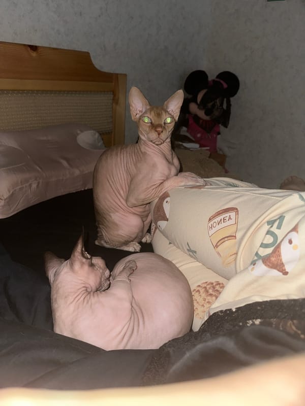 Quiet evening with Sphynx cats and wine documented in Vladimir