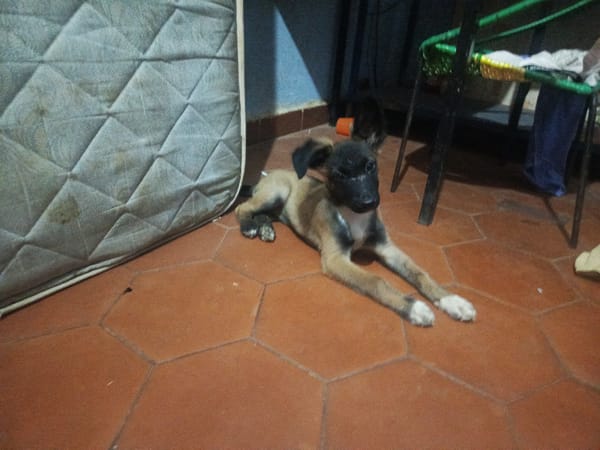 Puppy spotted in Juan Griego residence during afternoon hours