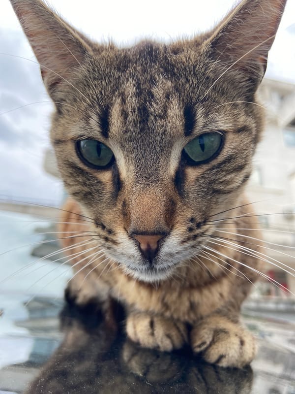 Cats and gardens captured in everyday Budva moments