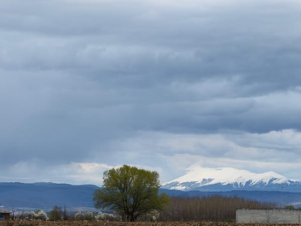 Lone tree stands under cloudy skies in Bulgarian countryside