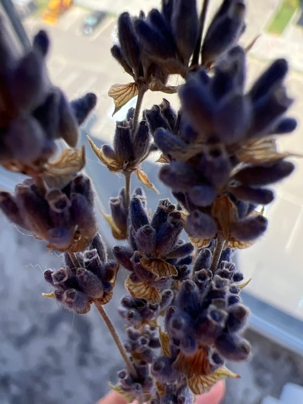 Dried lavender and an oddly shaped plum, up close