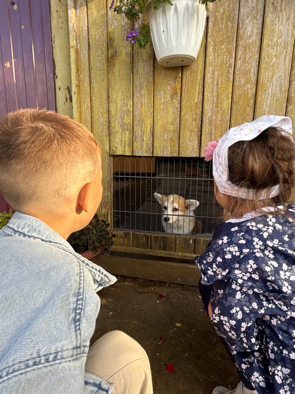 Rainbow, gardens, and backyard animals in Votkinsk