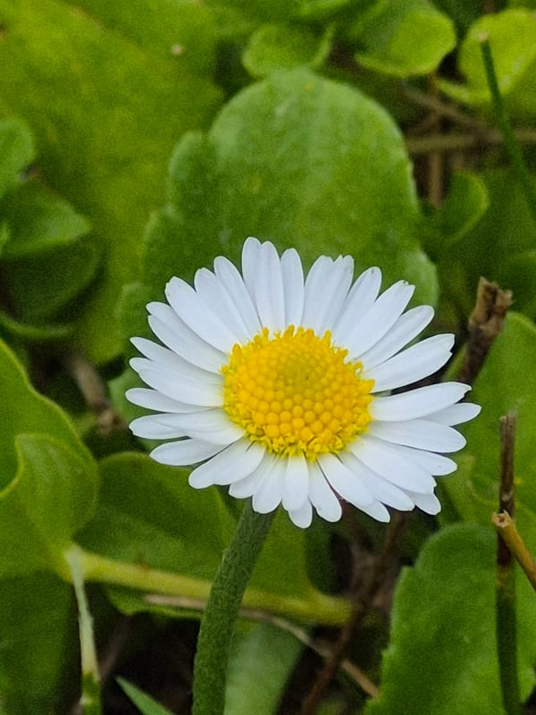 Garden life: flowers, foraging birds, and a curious dog