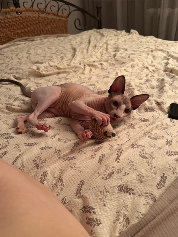 Sphynx and tabby cats at home in Odesa