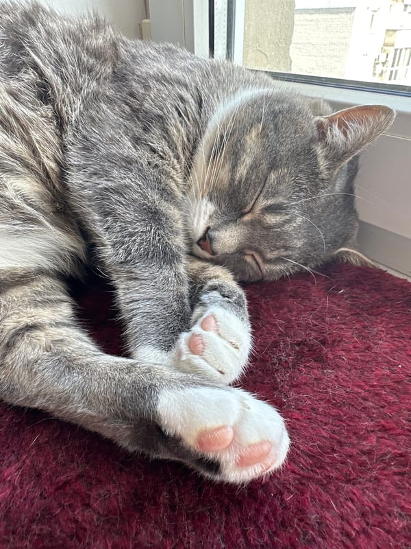 Tabby cat naps, grooms, and wakes up on a red blanket.