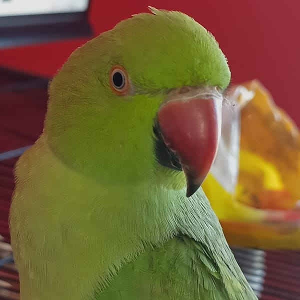 Morning with a green Indian ringneck parrot in Cheb
