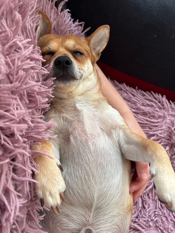 Small dogs rest on colorful blankets in Kuklen, Bulgaria