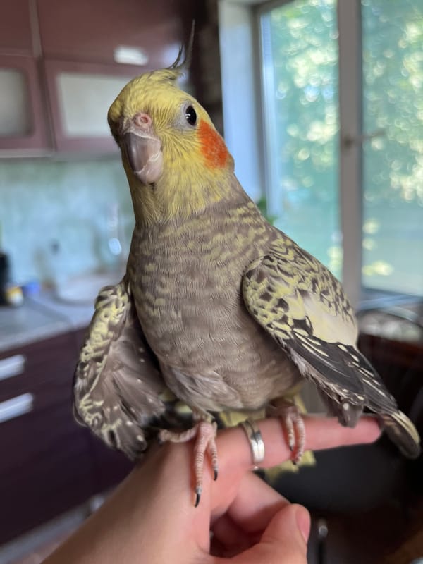 Cockatiel on a finger, wings out, full plumage on display