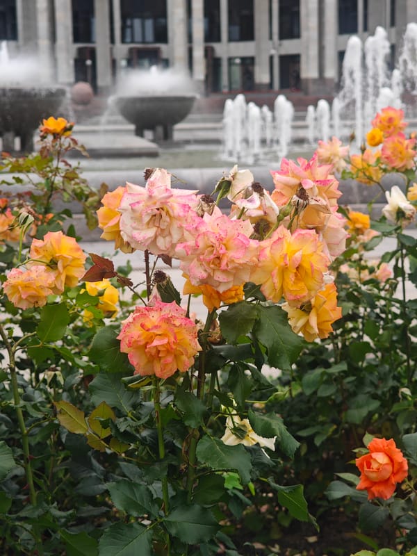 Colorful roses blooming in a Saint Petersburg urban garden