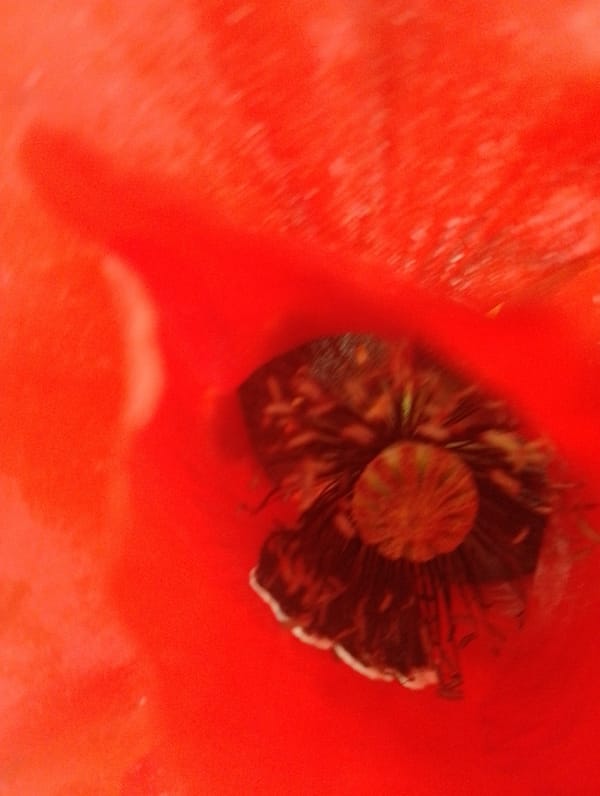 Close-up view of red poppy flower center captured