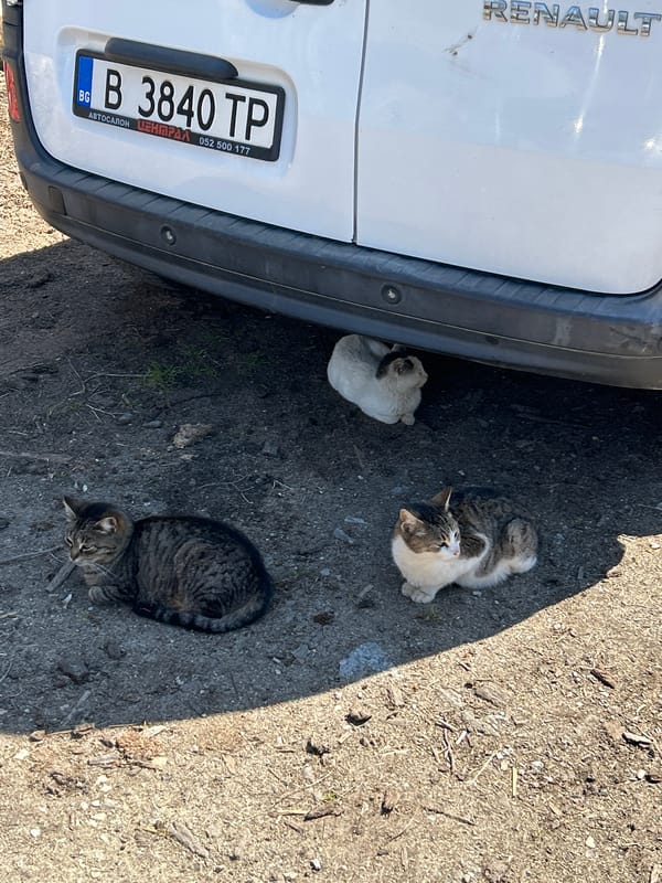 Three cats rest near car in Bulgarian village yard