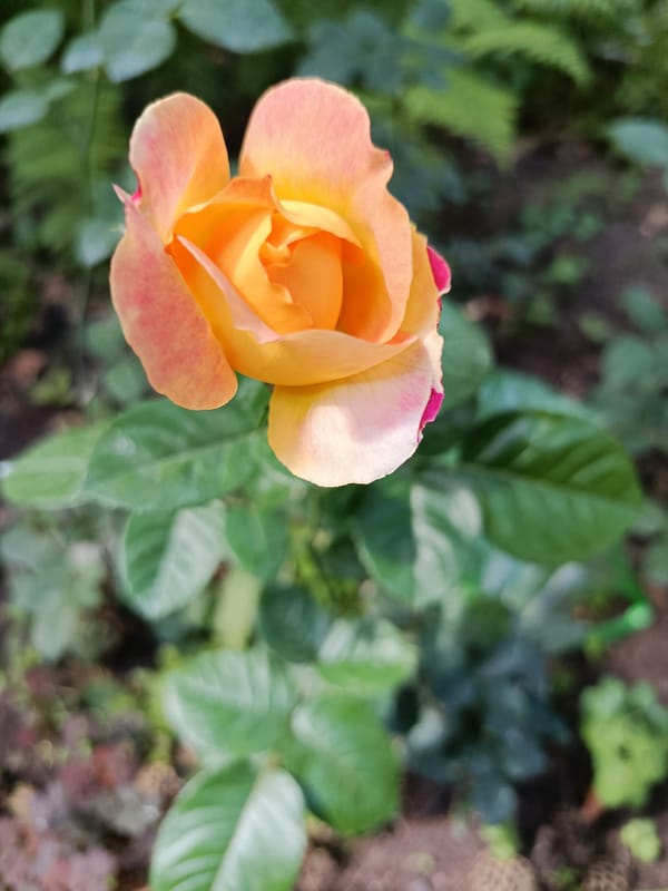 Summer flowers in full bloom across an Astana garden