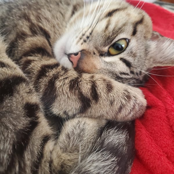 Tabby cat naps on red blanket in Curitiba