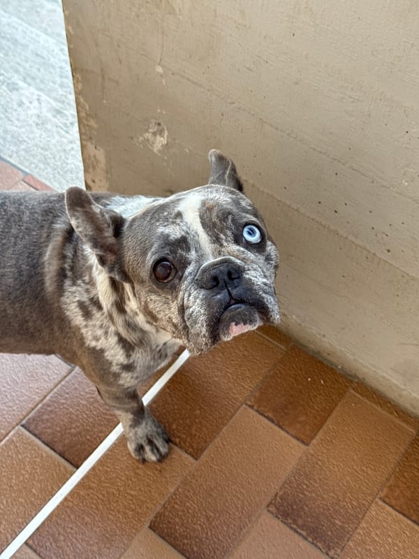 French Bulldogs goofing around a San Benedetto backyard