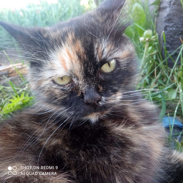 Cats and Rural Scenes Documented in Кемуль, Russia