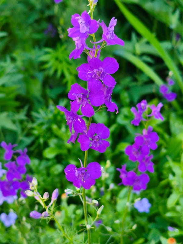 Orenburg garden in bloom, flowers and foliage up close