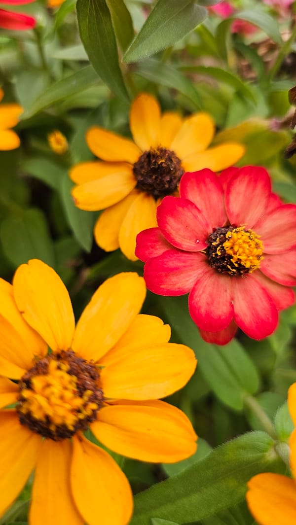 Close-up garden survey through a blooming Asan-si residential neighborhood