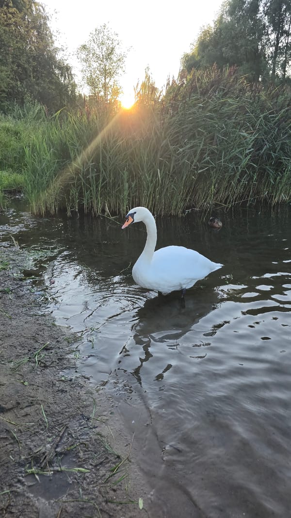 Mute Swans and ducks in a reedy Khimki waterway