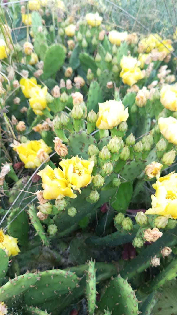 Prickly pear cacti bloom yellow in Popovo, Bulgaria