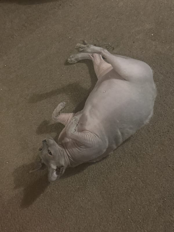Hairless cat spotted resting on carpet in Great Yarmouth