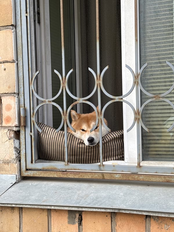 Dog peers through barred window of brick building