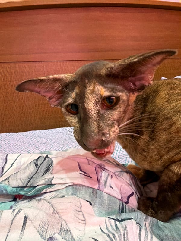 Quiet evening moments with cat documented in Chaikovsky, Russia