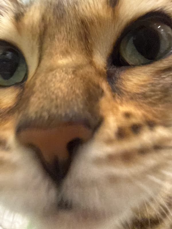 Bengal cat photographed in bathroom setting over afternoon hours