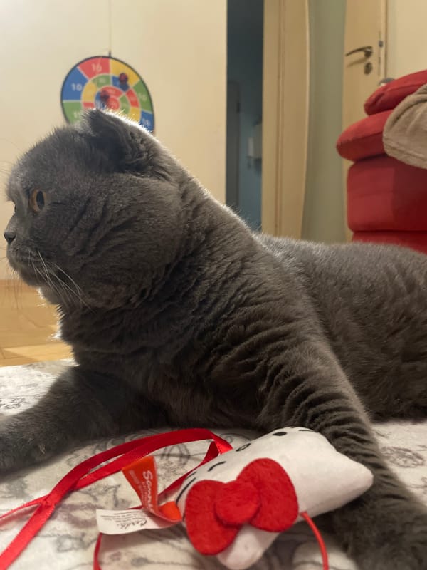 Grey Scottish Fold cat plays with rubber ducks indoors