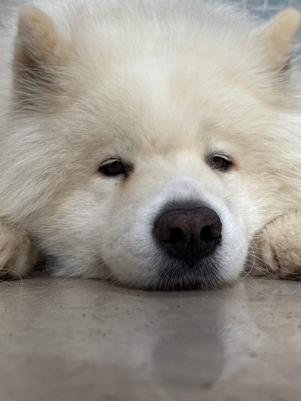 Dogs relaxing indoors, caught up close