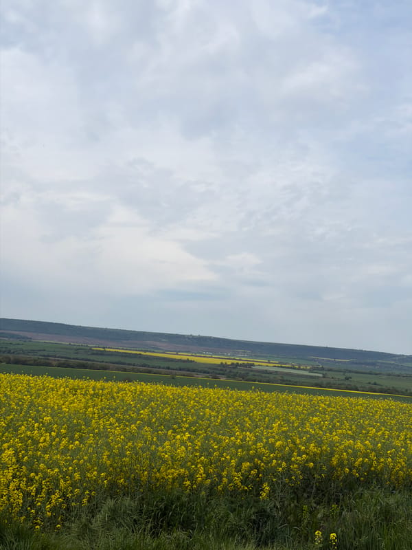 Bright yellow rapeseed field blooms in Bulgarian countryside