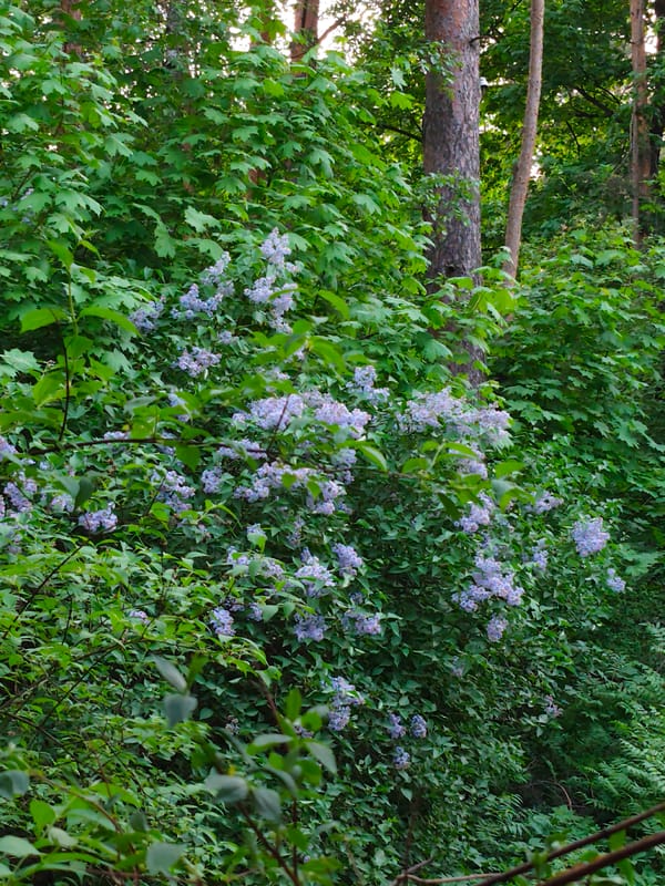 Hedgehog spotted in Kratovo woods amid spring blooms
