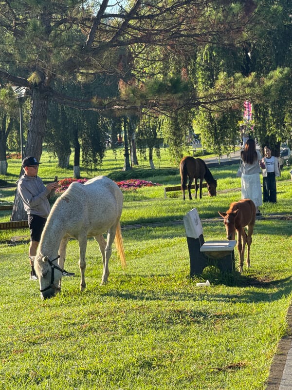 Evening recreation activities documented around Xuan Huong Lake, Da Lat