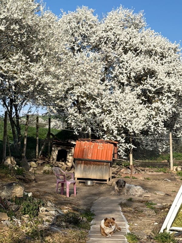 Spring blooms observed in Tsar Asen, Bulgaria countryside